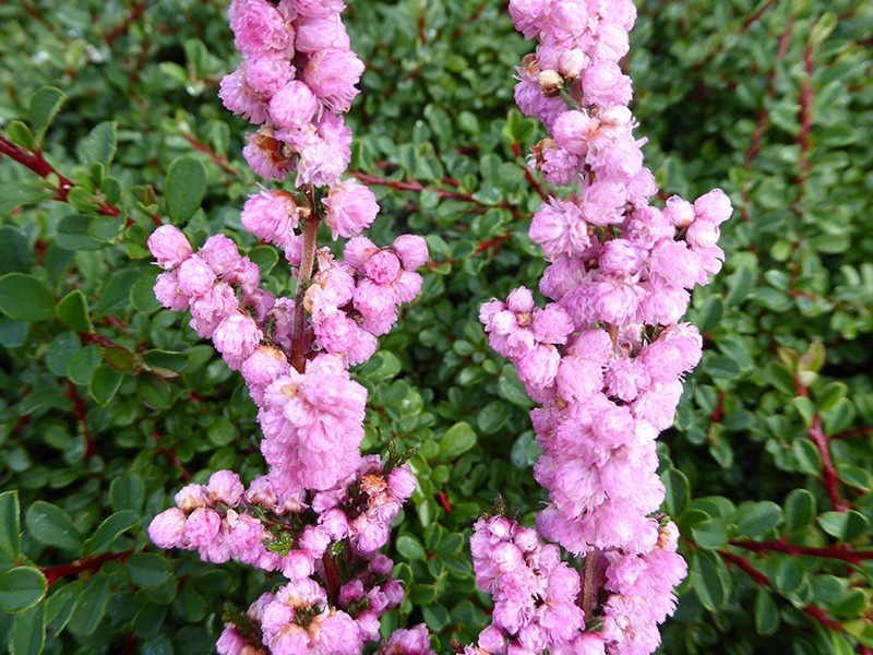 Heap Of Pink Heather Flower (calluna Vulgaris, Erica, Ling) On