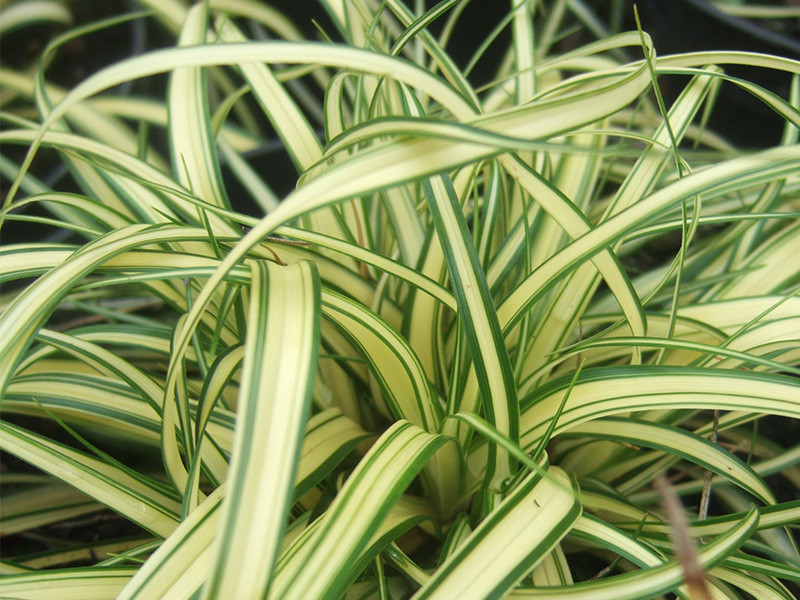 Carex oshimensis 'Evergold' - Grasses - Plants