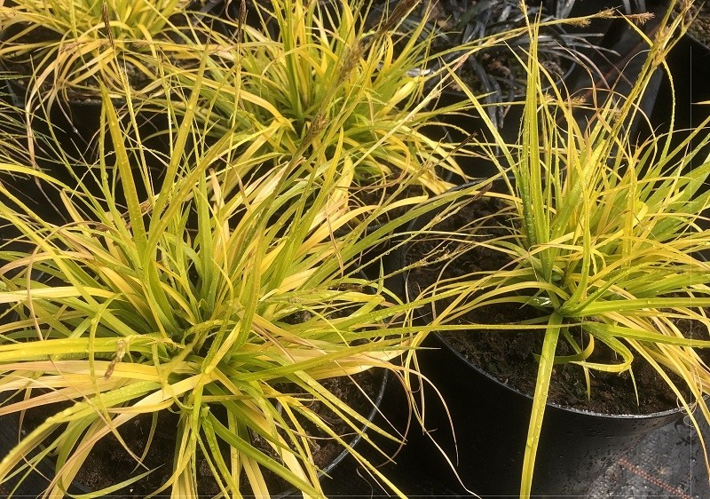 Carex oshimensis everillo-Bowles Golden Sedge Planta en Maceta 9 Cm 