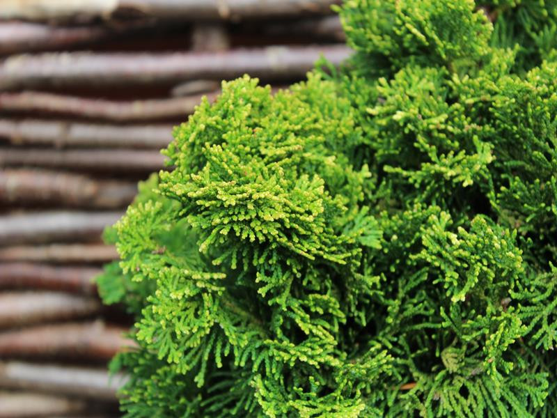 Chamaecyparis obtusa 'Yellow Tip' Conifers Plants