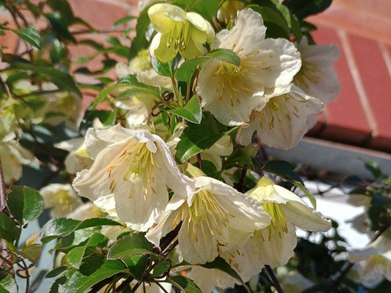 Clematis cirrhosa 'Jingle Bells'