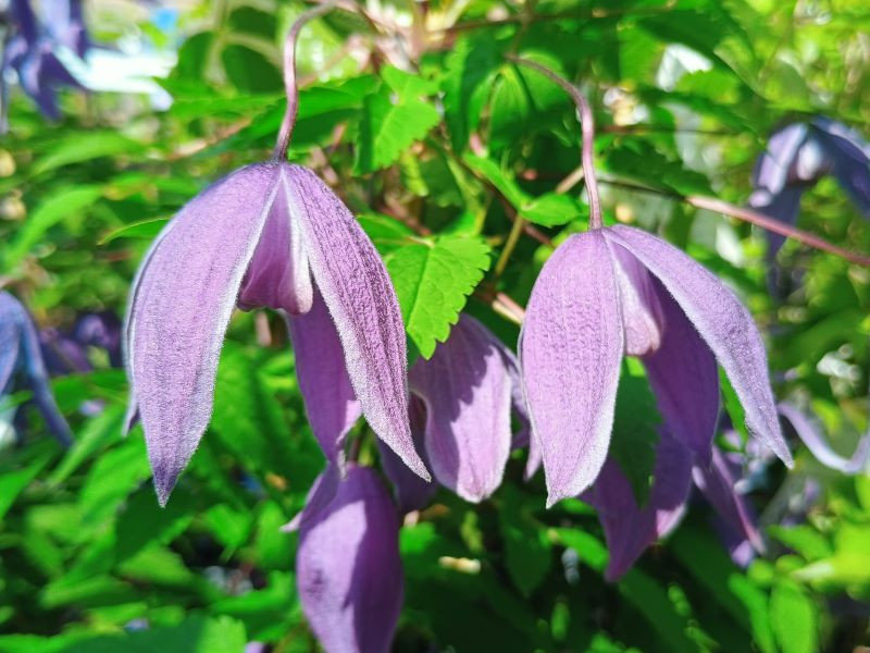 Clematis alpina 'Helsingborg'