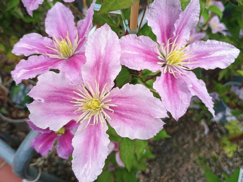 Clematis 'Piilu'