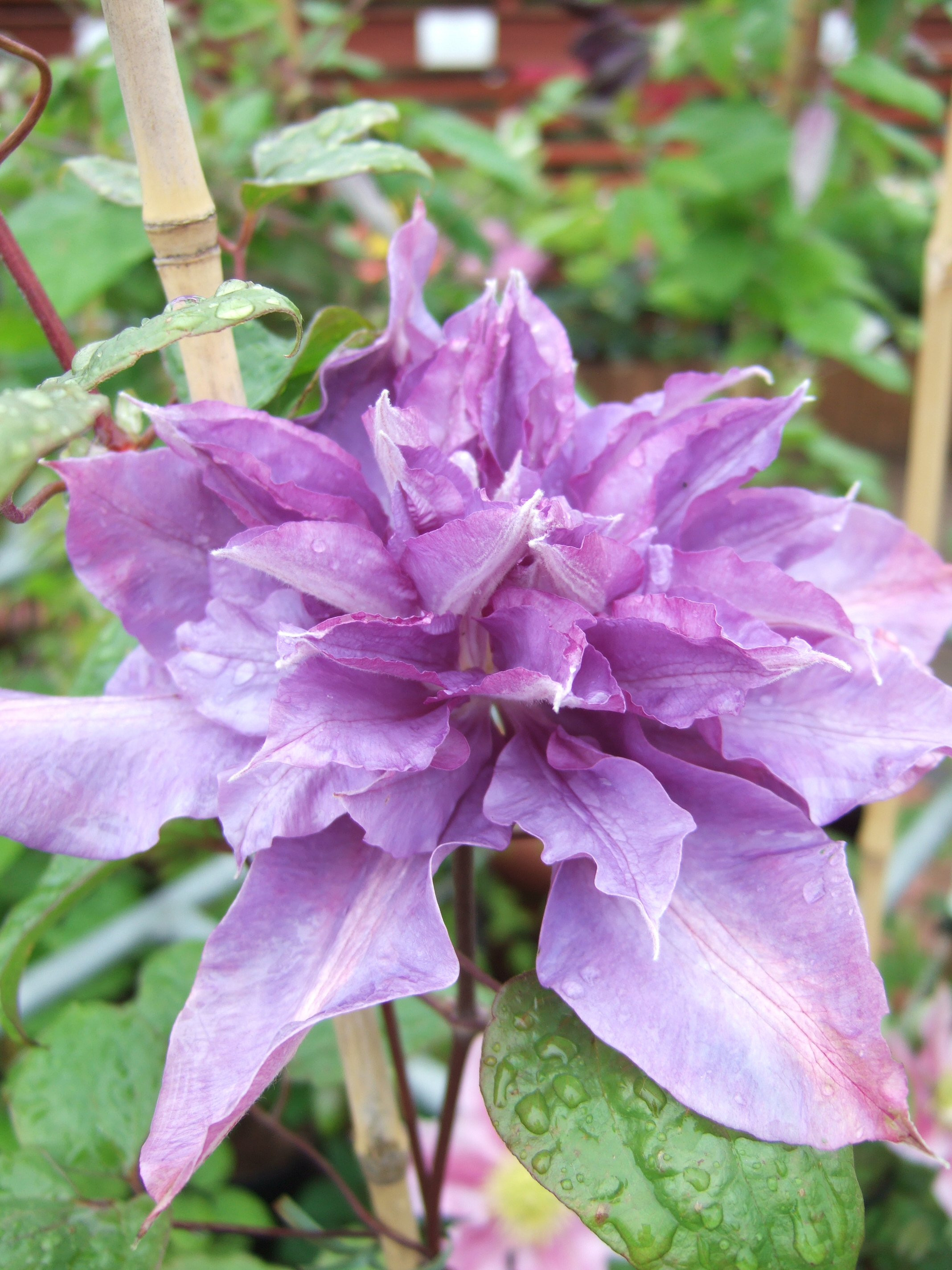 Clematis 'Vyvyan Pennell'