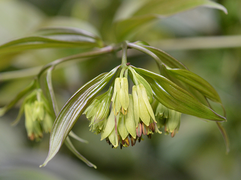 Disporum longistylum #39 Night Heron #39