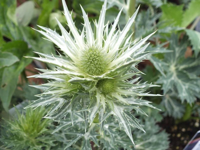 Eryngium x zabelii 'Big Blue' Herbaceous Plants