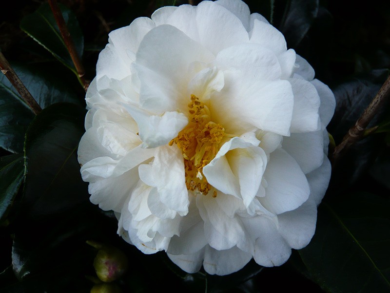 Camellia x williamsii 'E.T.R. Carlyon
