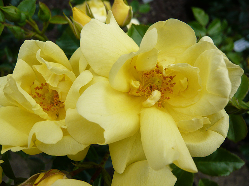 Buy Online | Standard Flower Carpet Rose Gold | Ashwood Nurseries