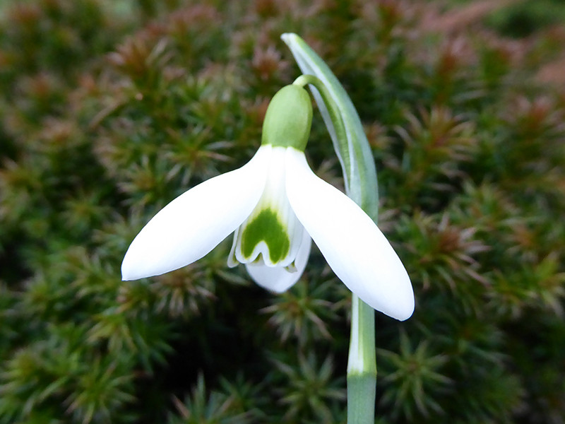 snowdrops Mount Everest Giant Snowdrop | K. van Bourgondien – Dutch Bulbs
