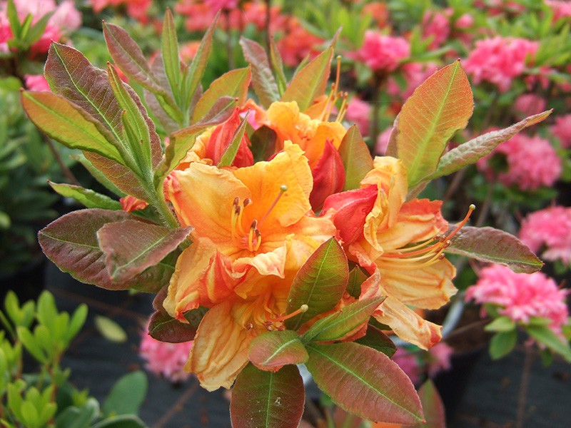 Rhododendron Glowing Embers Azelea Hardy Shrub Spring Flowering Garden Plants Grow Your Own 2 x 4L Pots Rhododendron Glowing Embers by Thompson and Morgan
