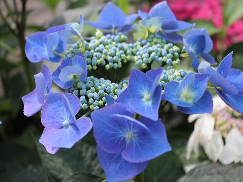 Image of Hydrangea macrophylla teller blue close up