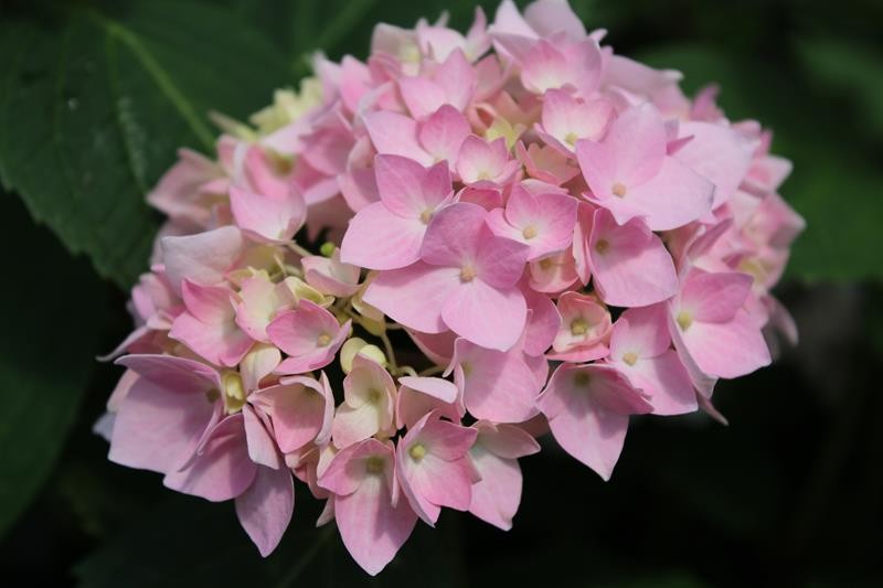 Image of Endless Summer Pink hydrangea flower