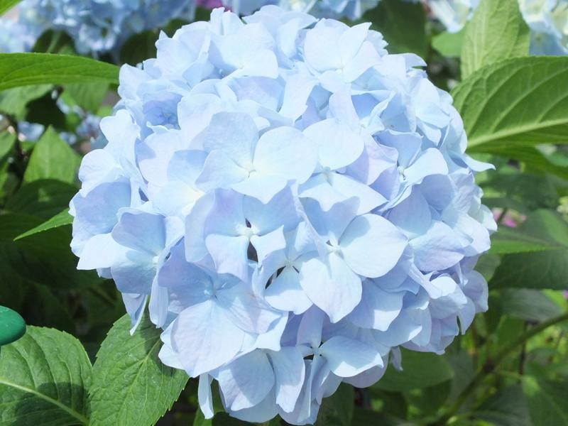 Image of Generale Vicomtesse de Vibraye blue hydrangea