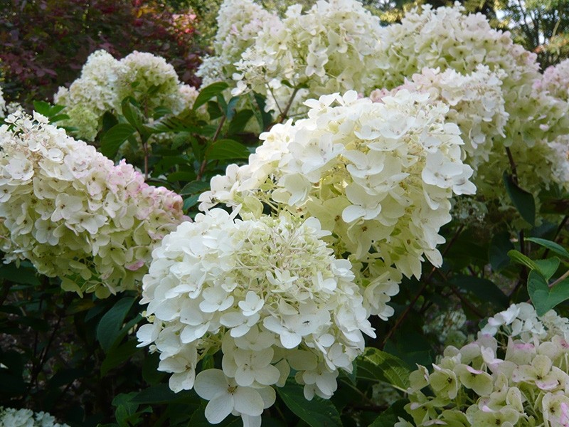 STARTER  PLANT APPROX 4 INCH Details about   HYDRANGEA PANICULATA  'SILVER DOLLAR'