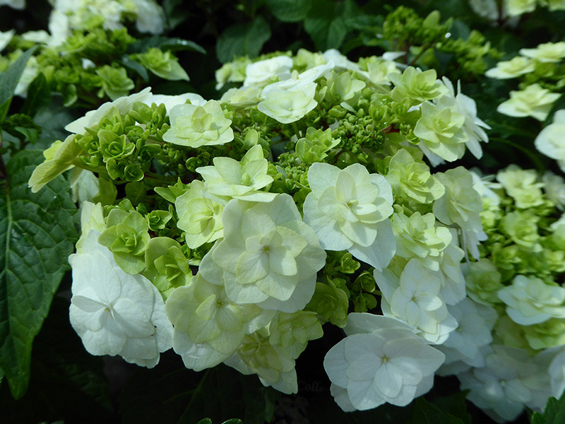 Wedding Gown™ Hydrangea - Star® Roses and Plants