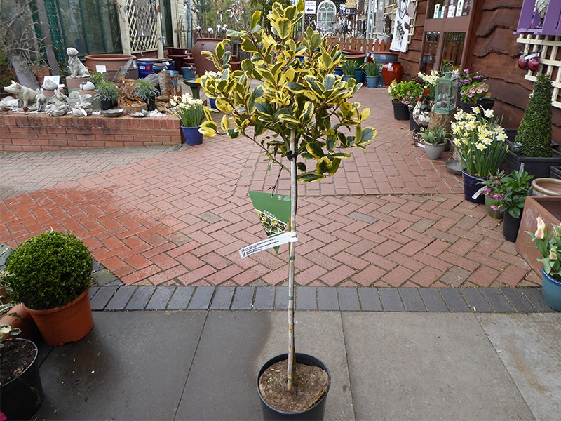 Ilex golden outlet king