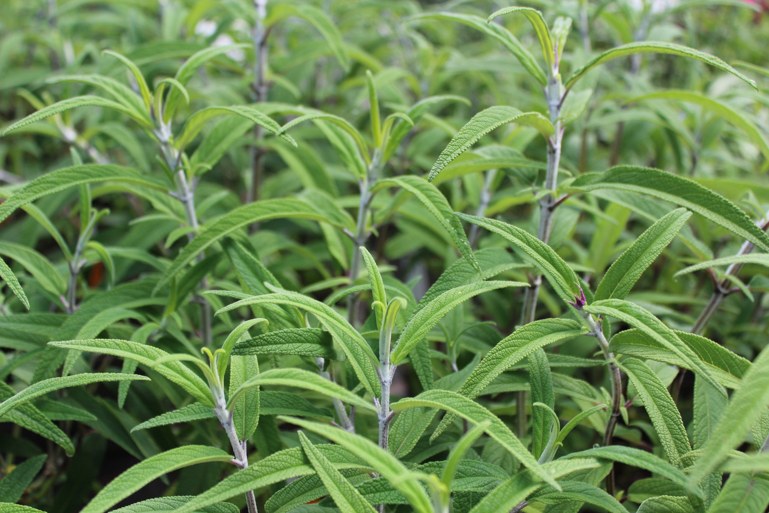 Salvia leucantha - Salvias - Plants