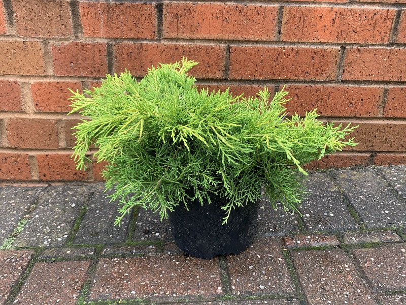 Juniperus x media 'Gold Sovereign' Conifers Plants