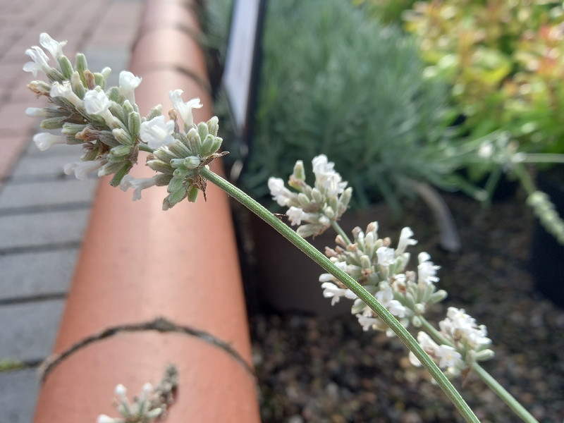 Lavandula angustifolia 'BeeZee White'