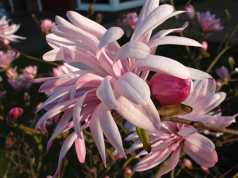 Magnolia stellata 'Jane Platt'