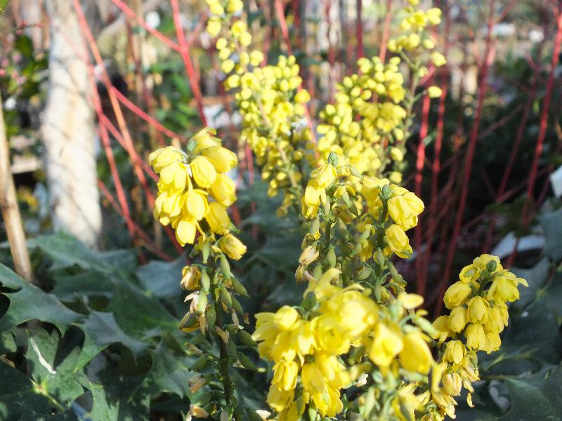 Mahonia x media 'Winter Sun'(7.5 litre)