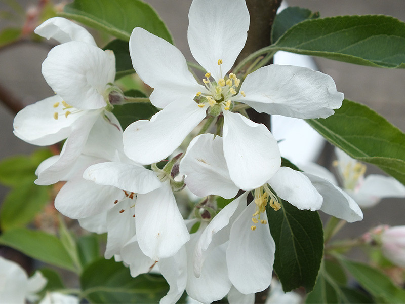 Malus 'Jelly King' Trees Plants