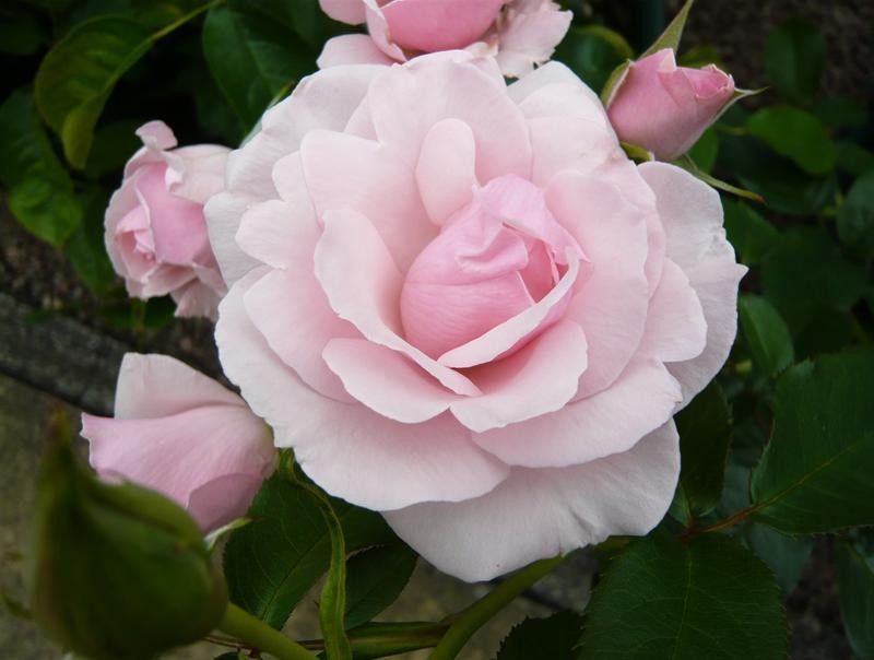 Rose Many Happy Returns 3 Litre - Stewarts Garden Centre