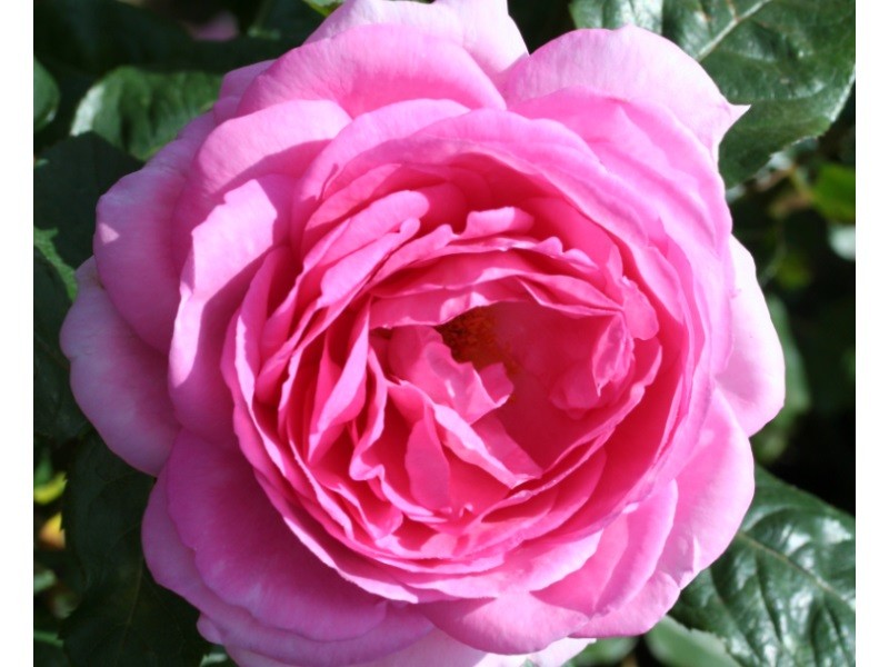 Mothers Day Rose 4LT Potted Hybrid Tea Garden Rose Bush MUM IN A MILLION Highly Fragrant Great Gift Pink