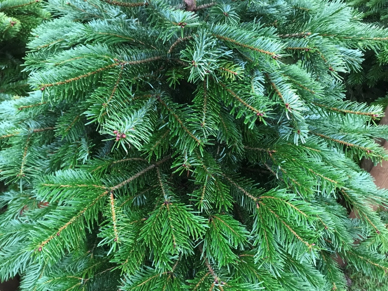 Fresh Cut Premium Nordman Fir Christmas Tree 125 150cm (approx 45ft)