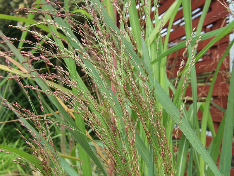 Garden-Rod-Millet' Warrior ' 9cm Pot Panicum virgatum 'Warrior ' 
