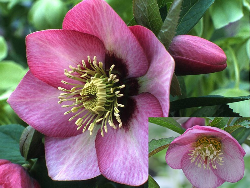 専用　596【Ashwood nurseries】【PINK ICE】 Helleborus x belcheri 'Pink Ice'
