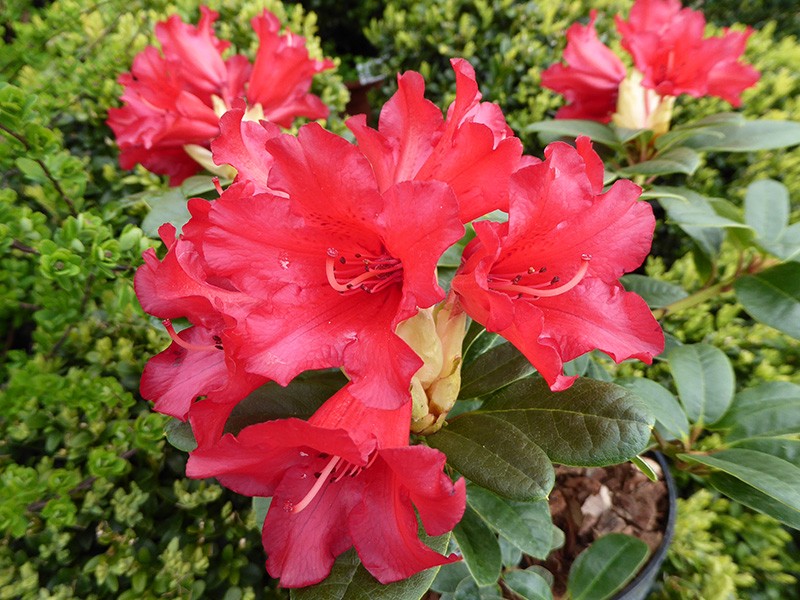 9cm Pot Dwarf Rhododendron Bengal Dark Red Flowers Garden Shrub Plant