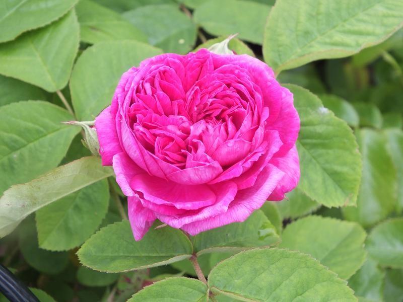 Rosa Rose De Rescht 