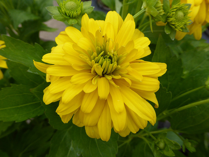 Rudbeckia lacinata ‘Goldquelle’
