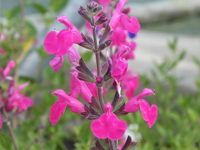 Salvia microphylla 'Pink Blush