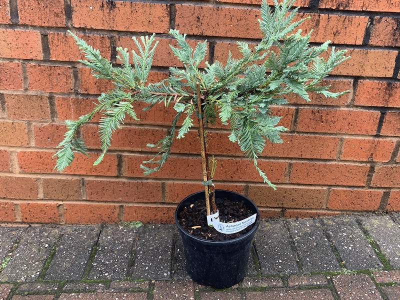 Sequoia sempervirens 'Woodside Blue'
