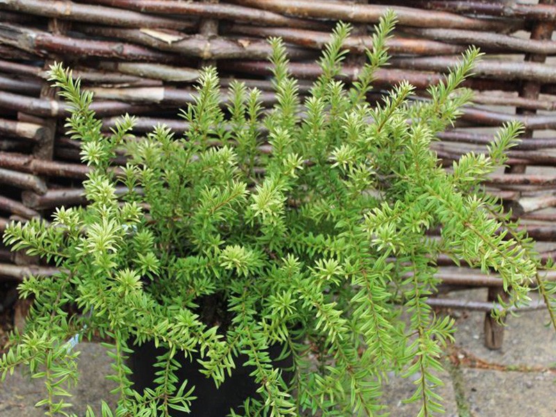 Podocarpus hallii 'Roro'