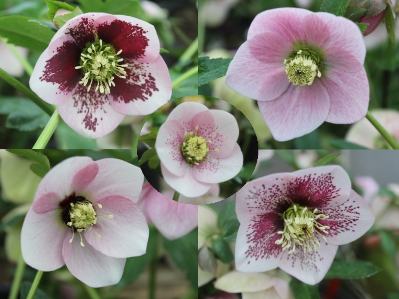 Helleborus x hybridus (Ashwood Garden Hybrids) Mixed Singles