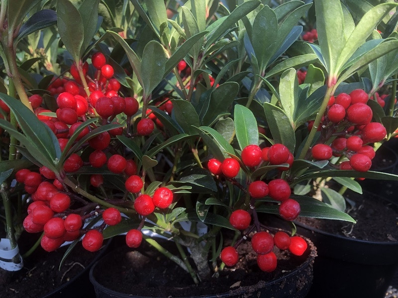 Skimmia japonica 'Winnie's Dwarf'