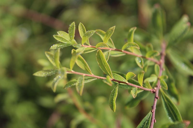 Spiraea arguta