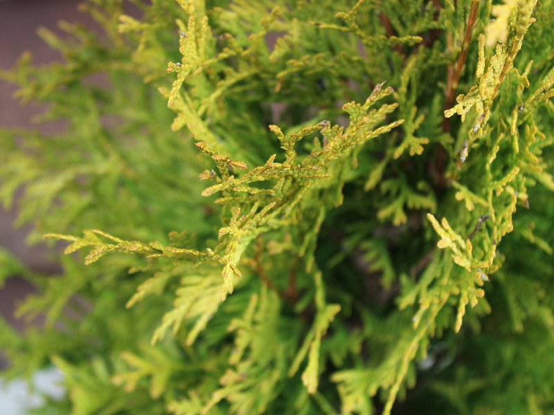 Thuja occidentalis 'Sunny Smaragd'