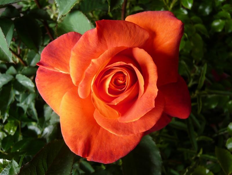 Floribunda Rose | Super Trouper | Buy Online from Ashwood Nurseries