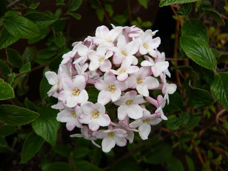 Viburnum x burkwoodii 'Mohawk'