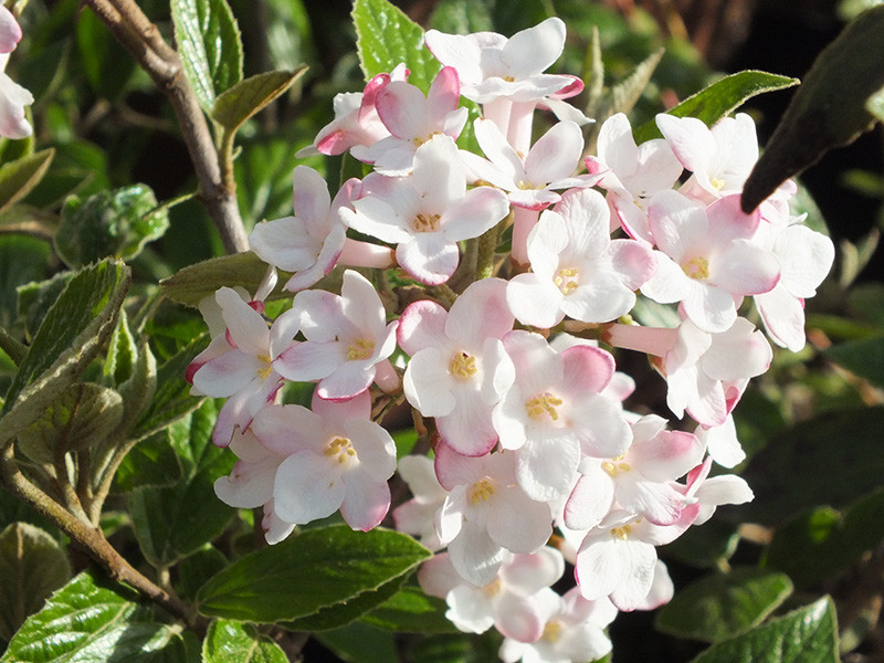 Viburnum x burkwoodii 'Mohawk'