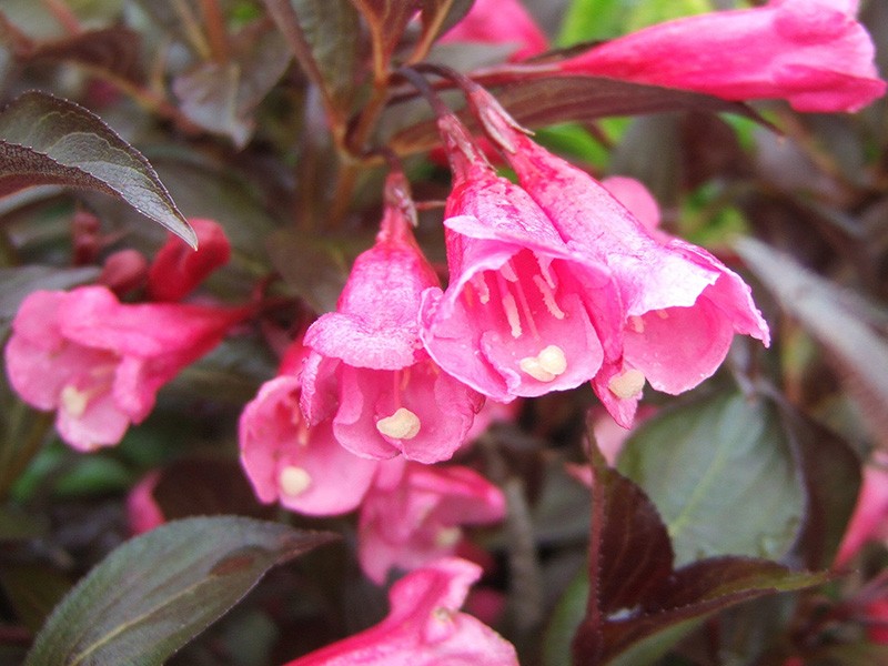 Image of Weigela florida alexandra flowers close-up