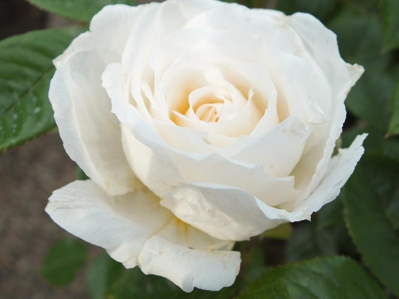 Patio Standard Rose 'White' 60-70cm