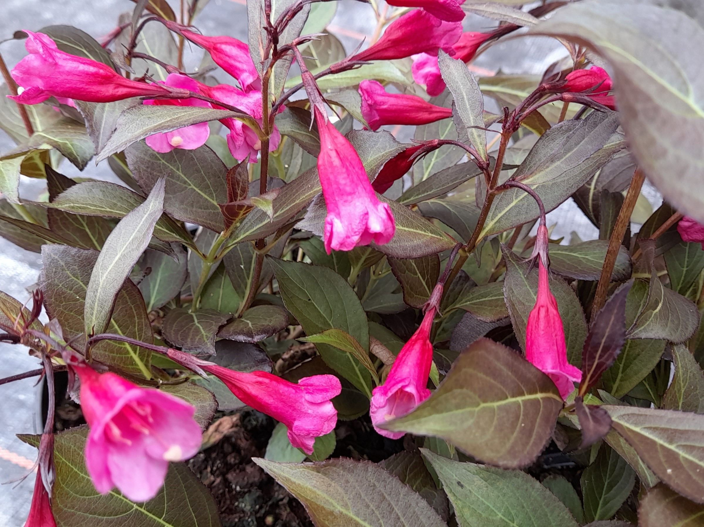 Weigela florida 'Wine And Roses'