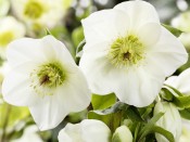 Helleborus HGC Ice n' Roses 'White' (Coseh 4500)