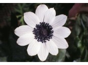 Anemone pavonina White