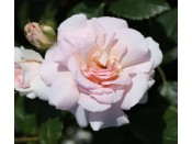 Rosa Hybrid Tea 'A Whiter Shade of Pale' (Peafanfare)